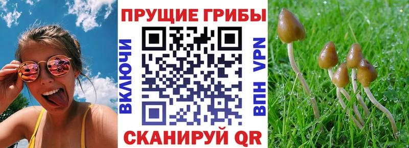 Галлюциногенные грибы мицелий  Гусь-Хрустальный 